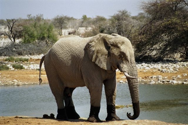 elephant