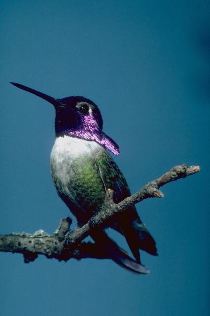 hummingbird