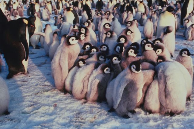 penguins