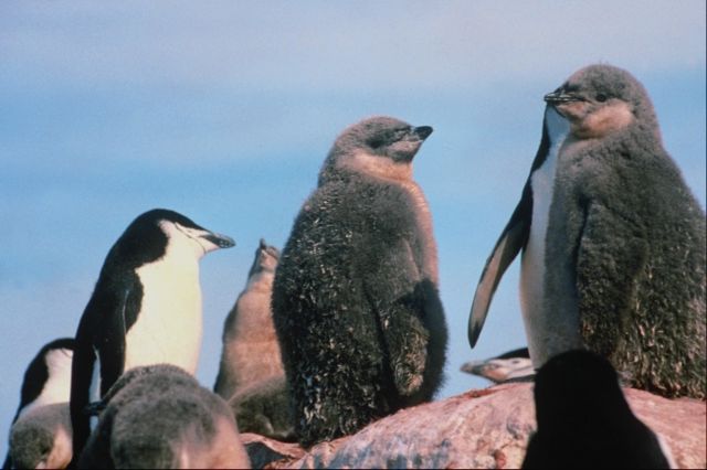 penguin 2