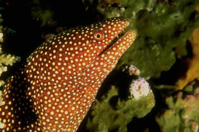 Moray Eel