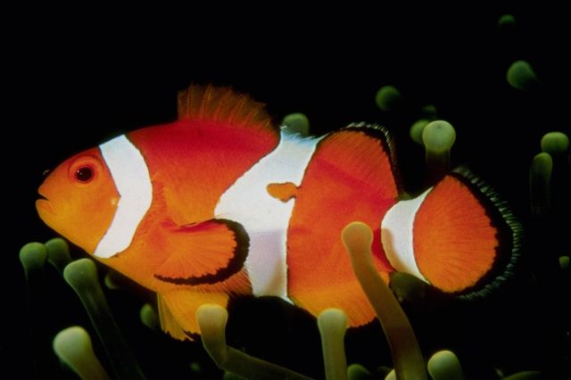 A clownfish.