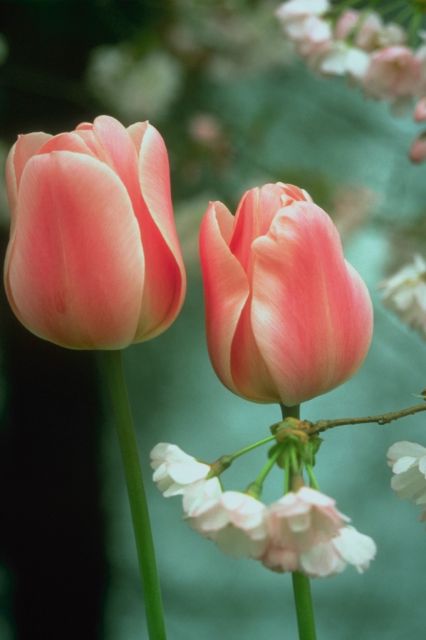 pretty tulips